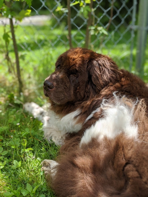Cleo our beautiful Newfoundland Kanweienea Kreations