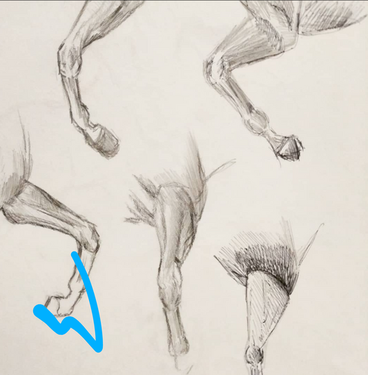 Sketch studies - horse legs