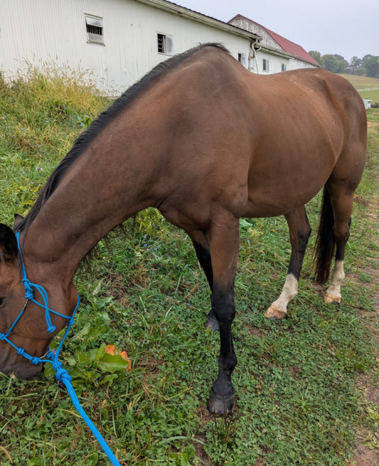 The Gelding Who's Not Acting Like A Gelding
