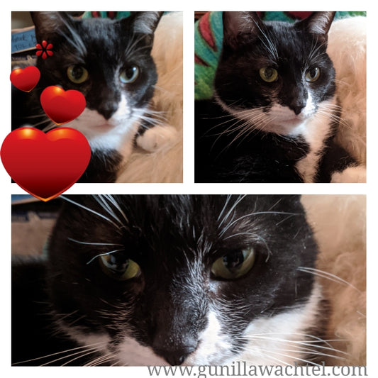 The terrific Tuxie - excellent studio helper
