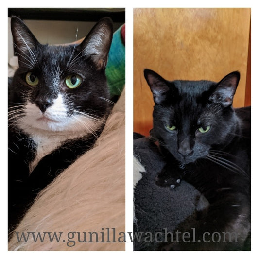 Tuxie and Antonio