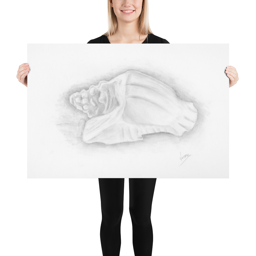 24x36 poster art print conch shell drawing pencil art