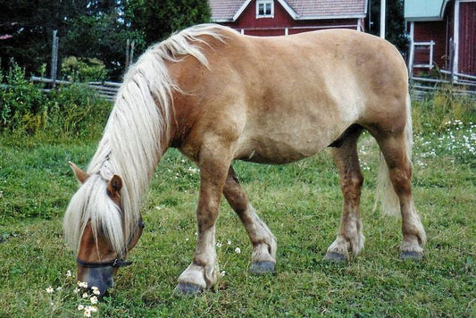 The North Swedish Horse That Forever Changed My Life for the Better
