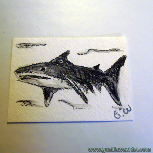 Shark Original ACEO card