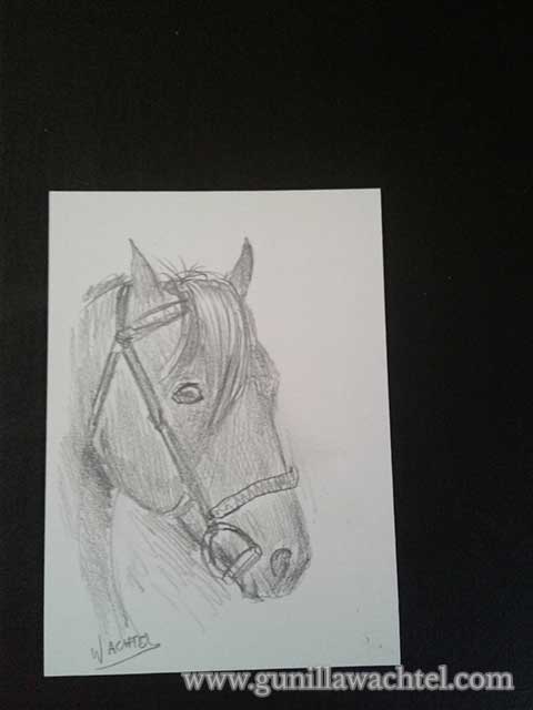 ACEO Horse drawing