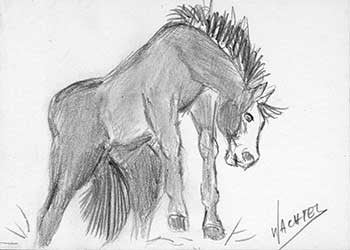 The ACEO Stable - Name This Horse