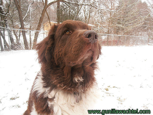Studio Helper Cleo - the Newfoundland Dog
