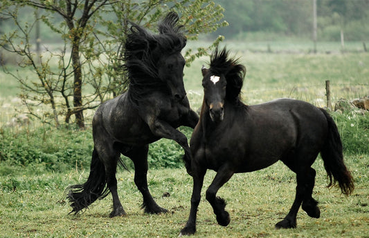 A Defining Moment - A Wise and Gentle Horse