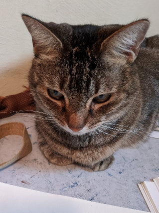 Tiggy studio helper tabby Kanweienea Kreations