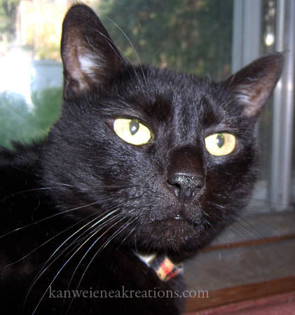 A Very Memorable Black Cat - The Original Studio Helper Missy