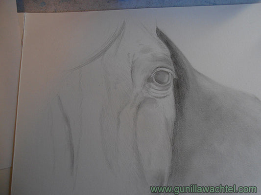 Horse Drawing - Artwork in Progress