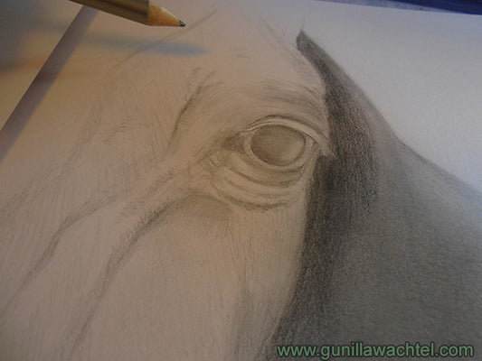 Horse Drawing Artwork in Progress