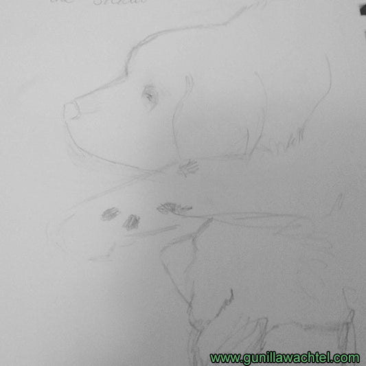 Newfoundland Dog Sketches
