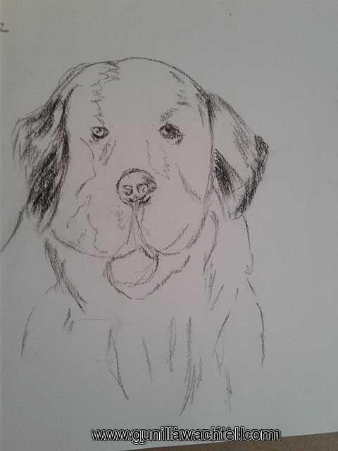 Pages from the Sketchbook - Newfoundland Dog