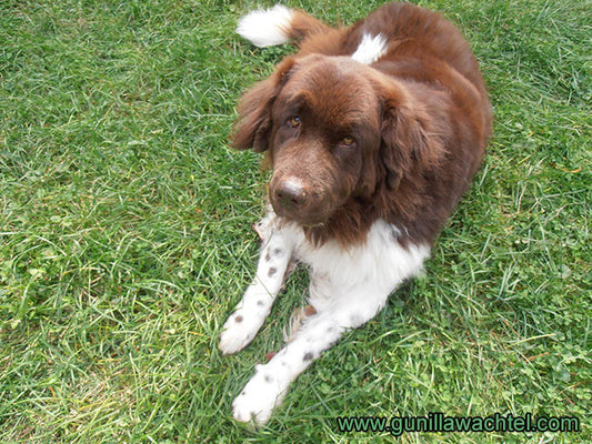 Cleo - Our Beautiful Newfoundland Dog