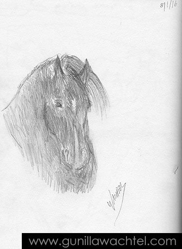 Horse Sketches