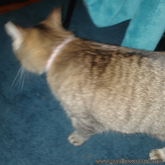 Studio Helper Saturday - Tiggy