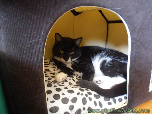Studio Helper Saturday - Tuxie