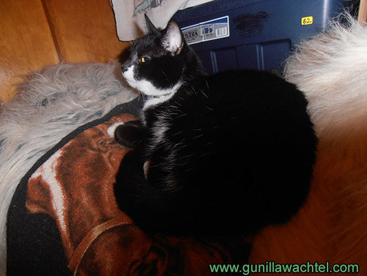 Raid Level Migraine and Tuxie the Raid Tank