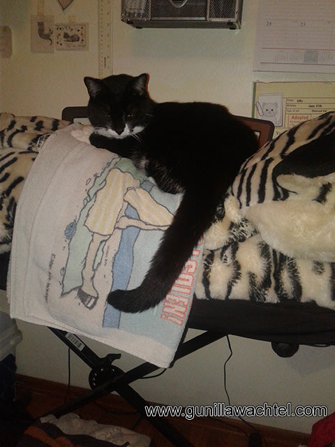 Cats as Supervisors