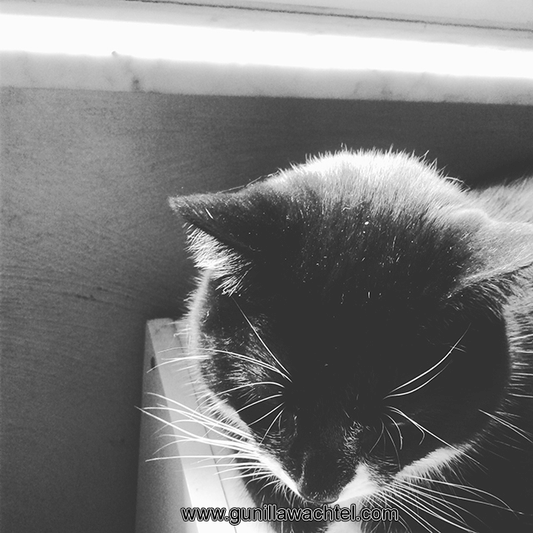 Tuxie and Me