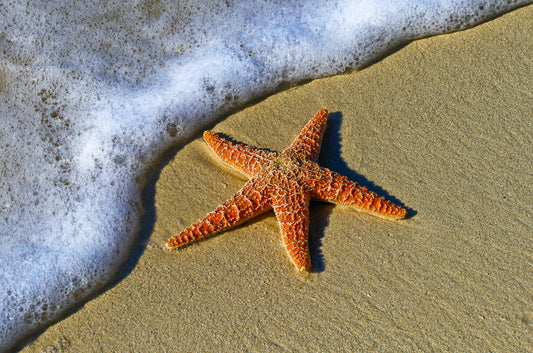 The Mysteries of the Ancient Starfish