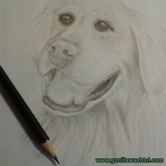 Art Study Update - Golden Retriever