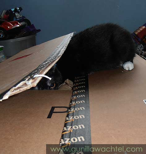 The Cat in the Box