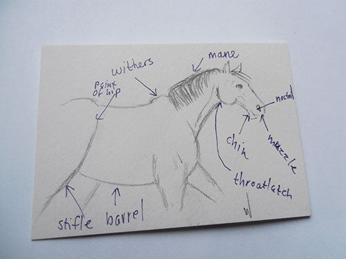Anatomy of a Horse - ACEO Drawing eBay Auction