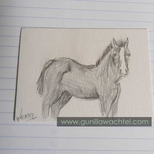 Daily Drawing 8 - ACEO card - foal