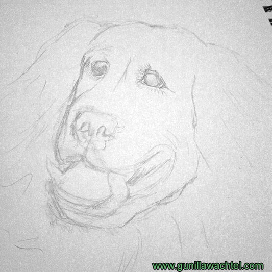 Artwork in Progress  - Dog Drawing