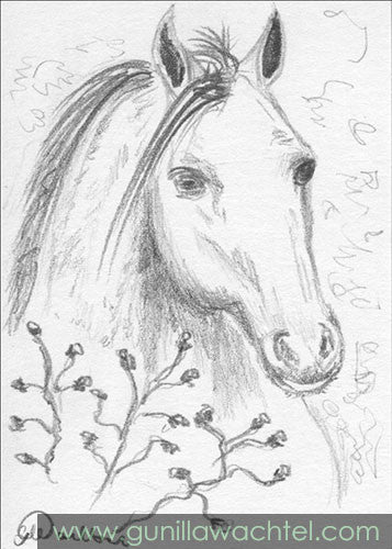 Horse Equine Pencil Art Original ACEO Card