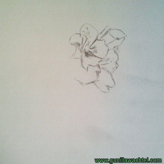 Flower Pencil Study