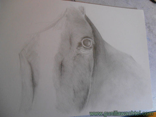 Horse Pencil Drawing - Artwork in Progress