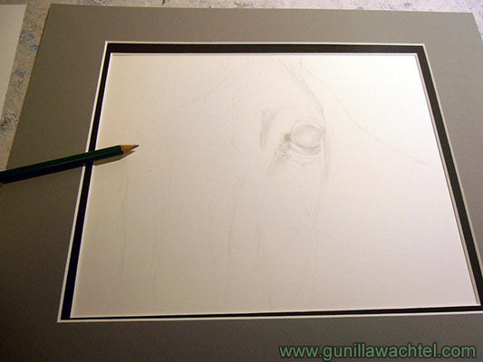 New Horse Drawing in Progress