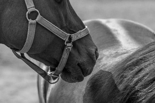 The Beauty of Animals