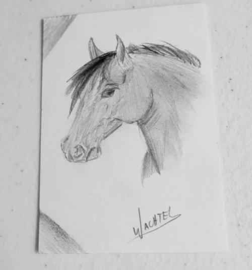 ACEO horse drawing