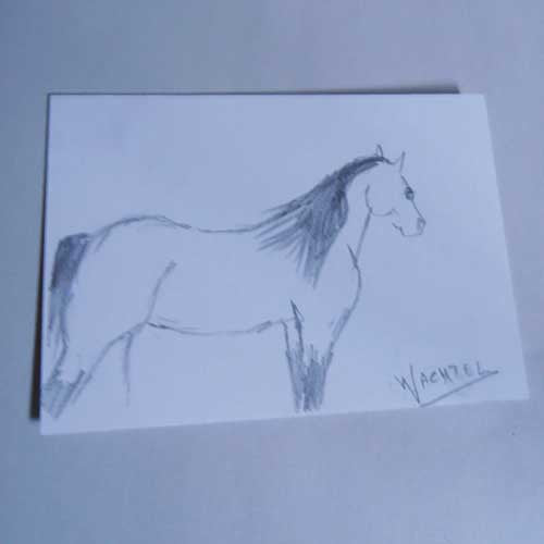 Mini Treasures #36 - ACEO horse drawing