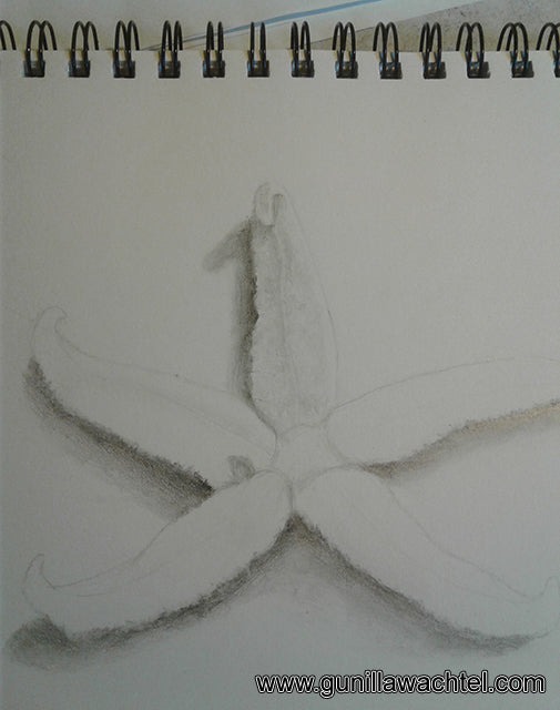 Starfish Drawing Artwork in Progress
