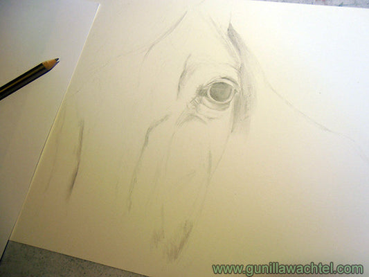Horse Series Drawing Artwork in Progress